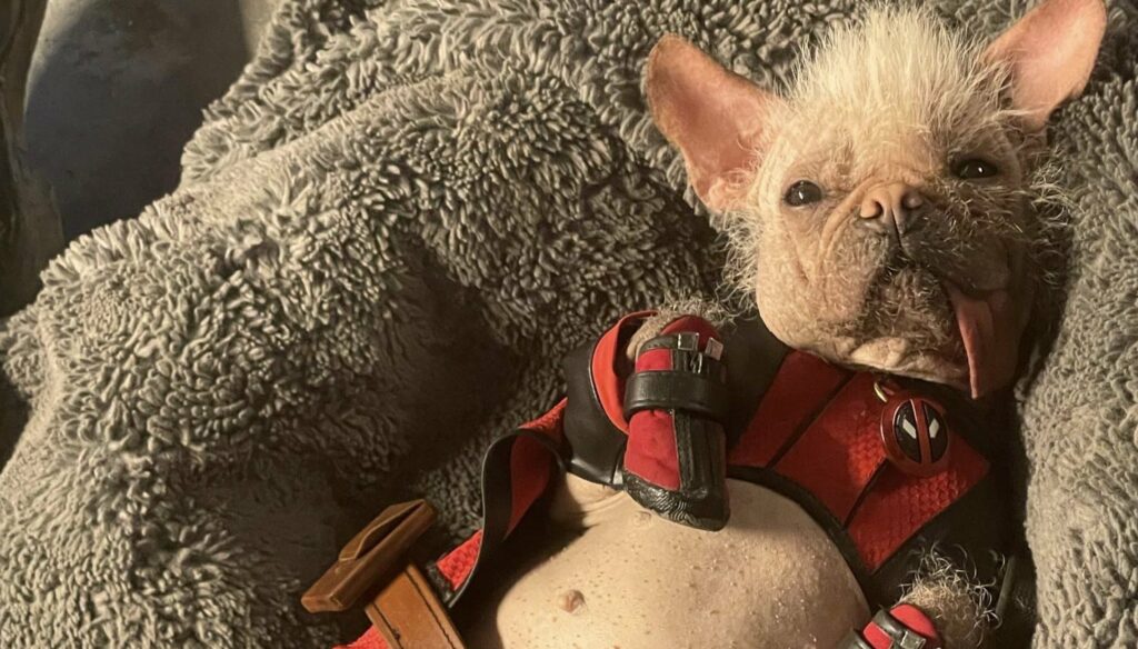 Dogpool “เพ็กกี้” น้องหมา ขวัญใจคนทั่วโลก สู่เส้นทางซุปตาร์ Deadpool